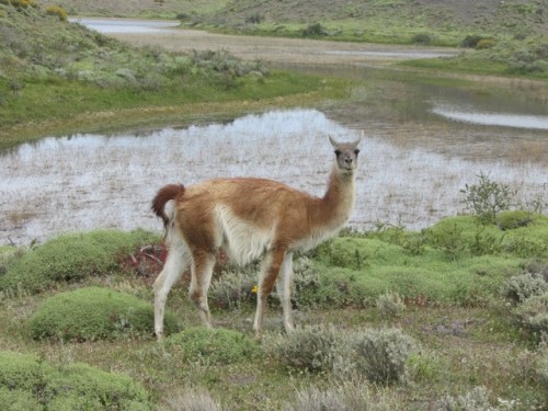 Torres del Paine