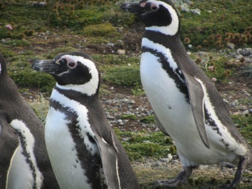 Punta Arenas – Chile