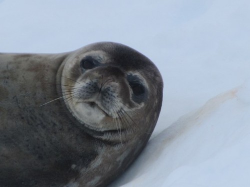 Antarctica – a place of peace, science and ice!