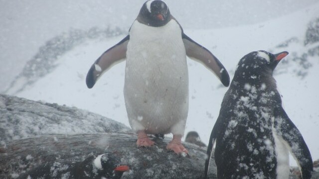 Gentoo penguin