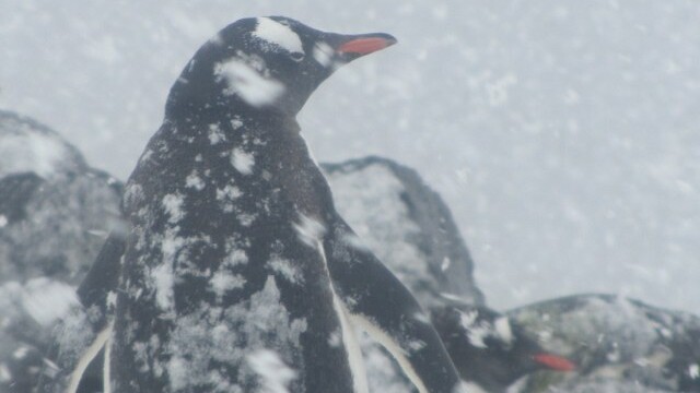 Gentoo penguins