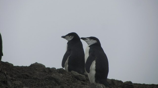 Chinstrap penguins