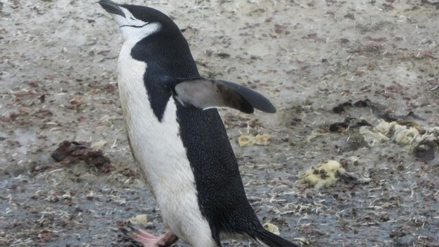 Chinstrap penguin