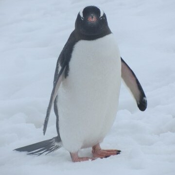 Gentoo Penguin at Port Lockroy