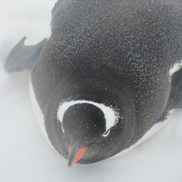 Gentoo penguin