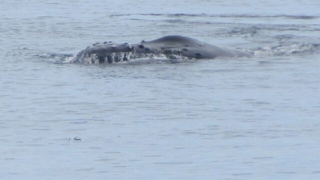 Humpback at play