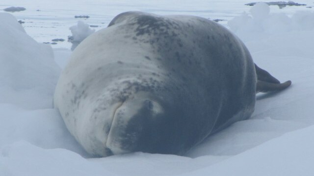 Leopard seal