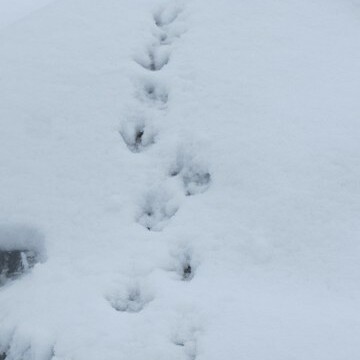 Penguin prints in the snow
