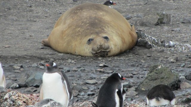 Elephant seal and gentoo penguins