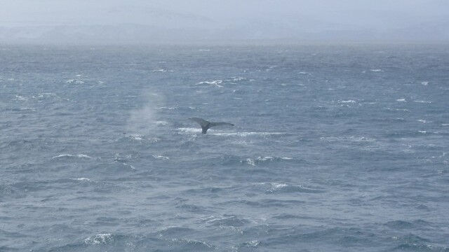 Whales at play