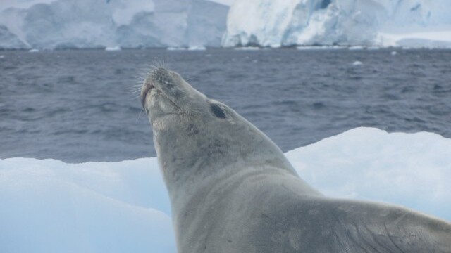 The seals are no long afraid of man