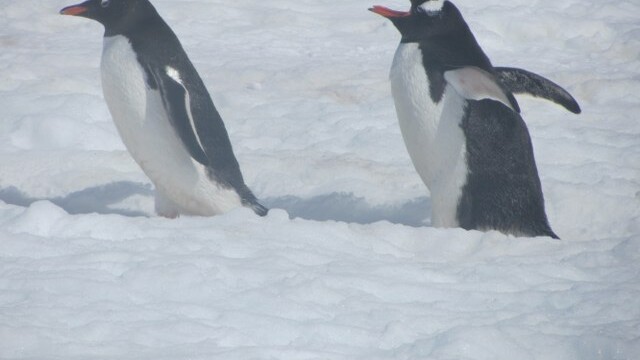 Wait for me! Pengioo penguions on the move