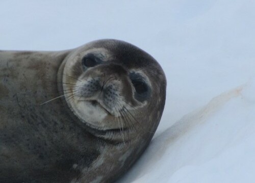 Crab eater seal in Paradise Harbout