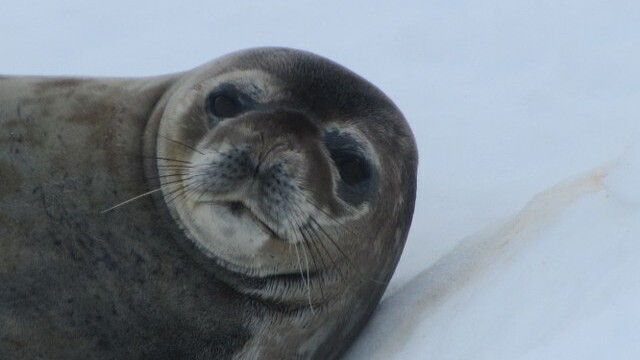 Crab eater seal - Paradise Harbour