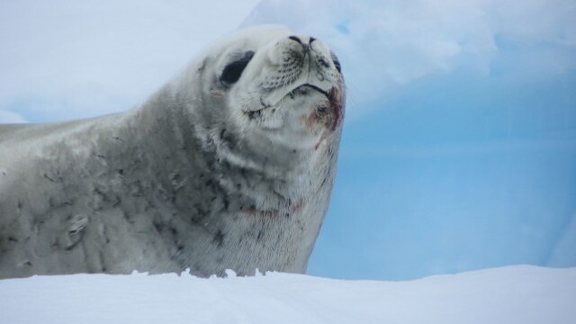 A crab eater seal at Paradise Harbour