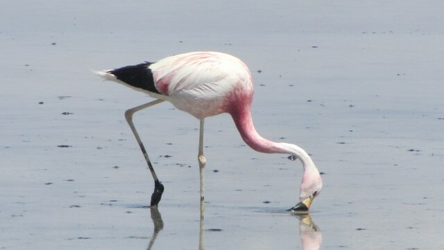 Flamingo