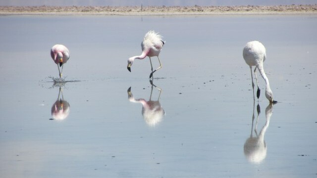 Beautiful Flamingos