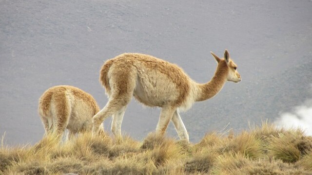 Vicuna
