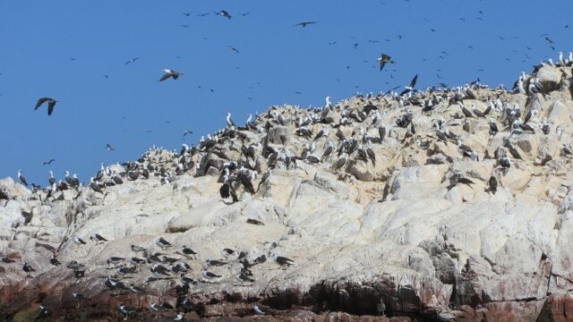 We'd never seen so many birds